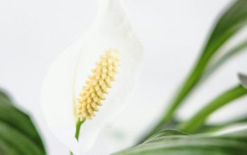 Wallpaper White Calla Lily