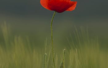 Wallpaper Selective Focus of Common Poppy Flower