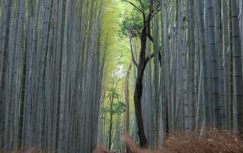 Wallpaper Pathway with Bamboo Trees Beside