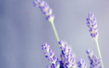 Wallpaper Close-Up Lavender