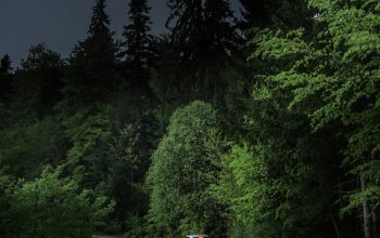 Wallpaper Gray Car Near Green Leafed Tree