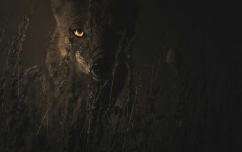 Wallpaper Selective Focus Photography of Fox