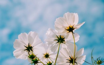 Wallpaper White Petaled Flowers During Day