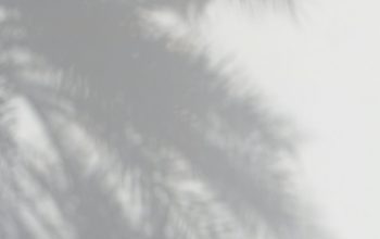Wallpaper Palm Tree