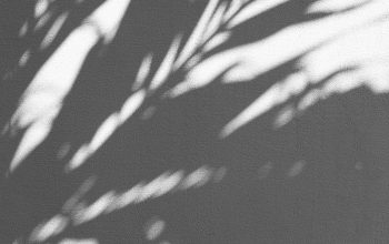 Wallpaper Silhouette of Palm Tree