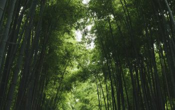 Wallpaper Bamboo Grass Shed