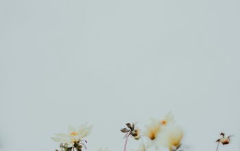 Wallpaper Macro Photography of White Flowers
