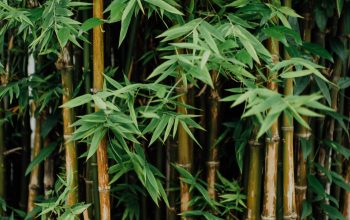 Wallpaper Bamboos in the Wild