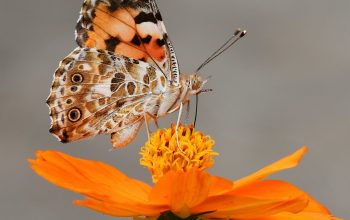 Wallpaper Selective Focus Photography of Butterfly on Orange Petaled Flower