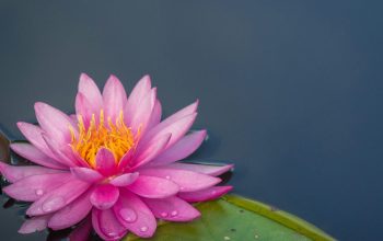 Wallpaper Pink Lotus Flower on Body of Water