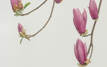 Wallpaper Pink Petaled Flowers