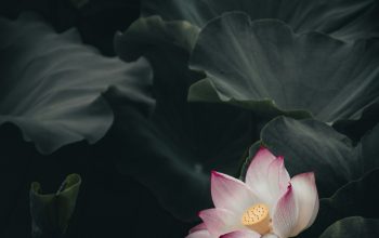 Wallpaper Close-Up Pink and White Flower