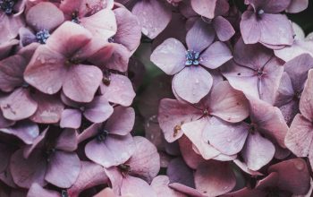 Wallpaper Pink Flowers