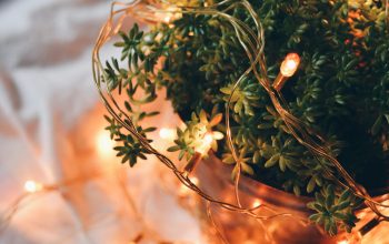 Wallpaper Tilt Shift Photography of Orange String Lights on Green Plant