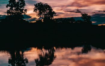 Wallpaper Forest Near Body of Water at Sunset