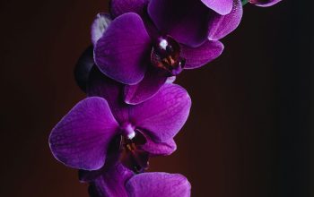 Wallpaper Close-Up Purple Orchid