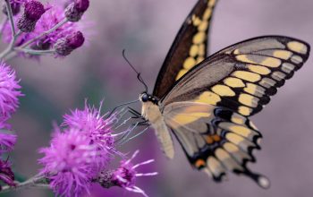 Wallpaper Shallow Focus Photography of Yellow and Black Butterfly