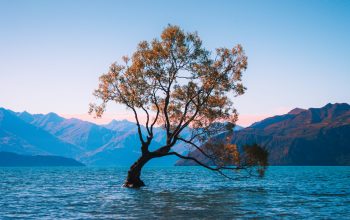 Wallpaper Brown Leaf Tree at Water During Daytime
