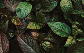 Wallpaper Ovate Green Leaf Plant