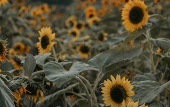 Wallpaper Focus Photography of Yellow Sunflower Field