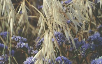 Wallpaper Purple Petaled Flowers