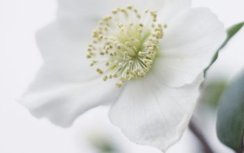 Wallpaper White Petaled Flower