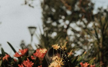 Wallpaper Woman Hiding Face with Yellow Flowers