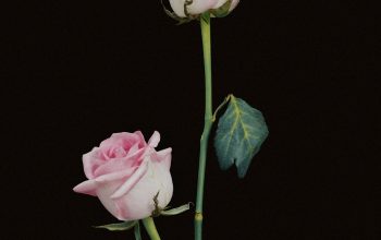Wallpaper Two Pink Rose Flowers in Vase