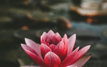 Wallpaper Pink and White Lotus Flower