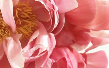 Wallpaper Pink Clustered-Petal Flower