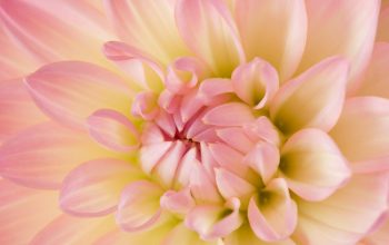 Wallpaper Pink Dahlia in Bloom