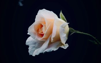 Wallpaper Shallow Focus White Rose