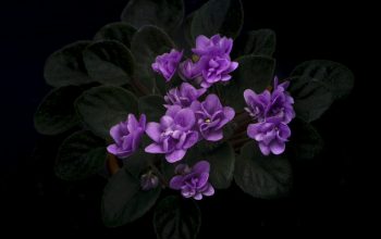 Wallpaper Closeup Photography of Purple Petaled Flower