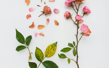Wallpaper Pink Petaled Flowers on White Surface
