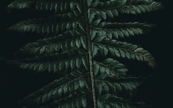 Wallpaper Green Fern Leaf