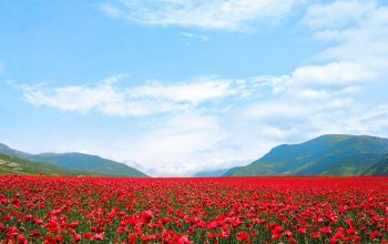 Wallpaper Red Flower Field