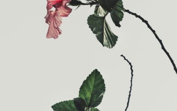 Wallpaper Pink Hibiscus rosa-sinensis Flower on White Background