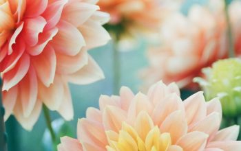 Wallpaper Pink Dahlia Flowers in Focus Photography