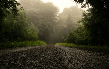 Wallpaper Gray Road Between Trees