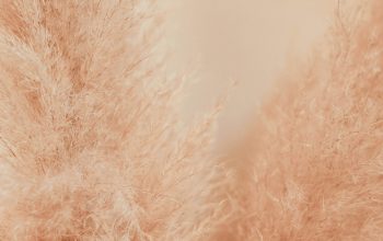 Wallpaper Blurry Brown Grass