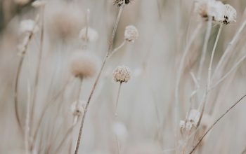 Wallpaper Closeup Photo of Dandelion