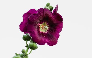 Wallpaper Purple Flower on White Background