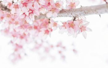 Wallpaper Pink Cherry Blossoms