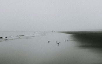 Wallpaper Birds on Shore Under Cloudy Sky