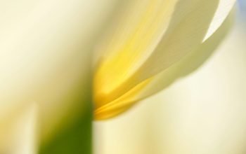Wallpaper A Close Up View of a White Flower