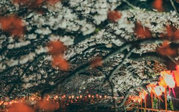 Wallpaper Cherry Blossom Trees Near Lake