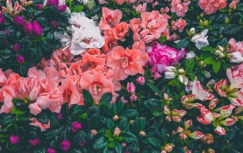 Wallpaper Assorted-Color Flowers at Bloom