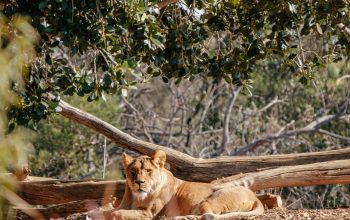 Wallpaper Brown Lioness Lying Near Tree Log