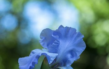 Wallpaper Blue Flower Focus Photography