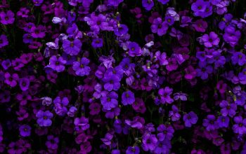 Wallpaper Purple Petaled Flower